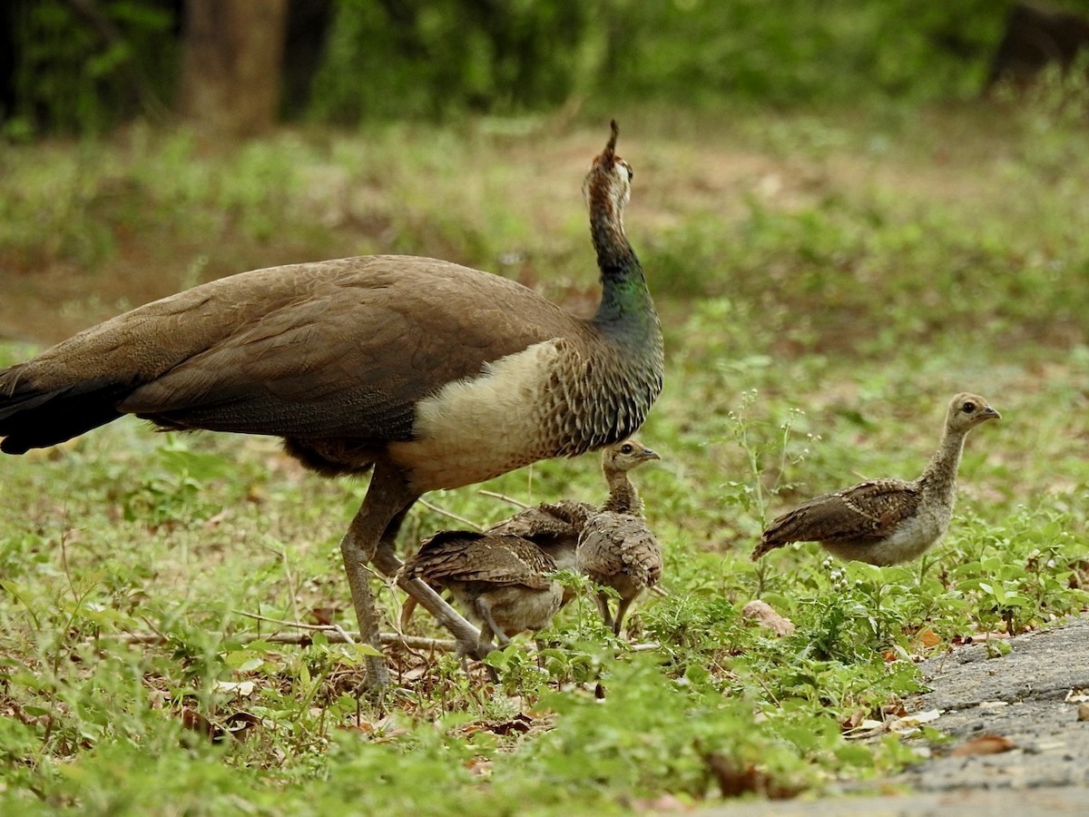 Indian Peafowl - ML624531799