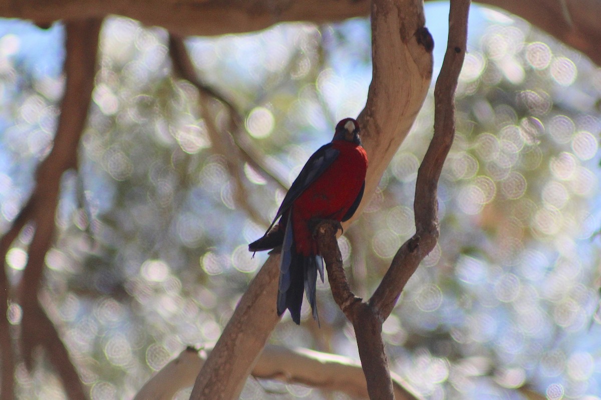 Crimson Rosella - ML624531825