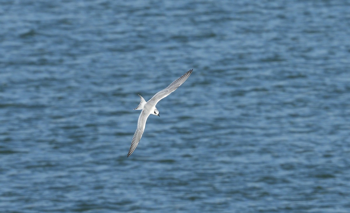 Forster's Tern - ML624531844