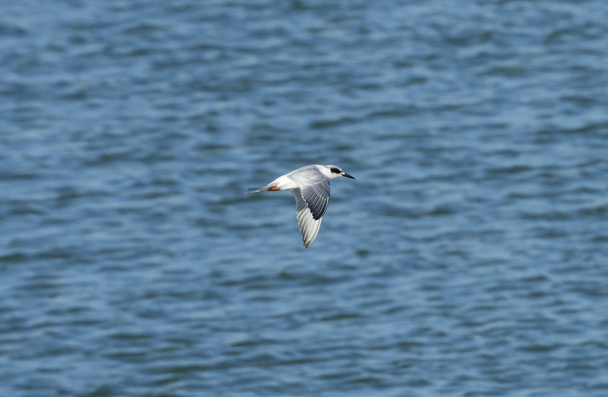 Forster's Tern - ML624531845