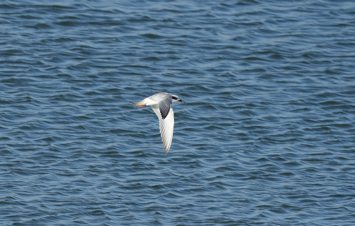 Forster's Tern - ML624531846