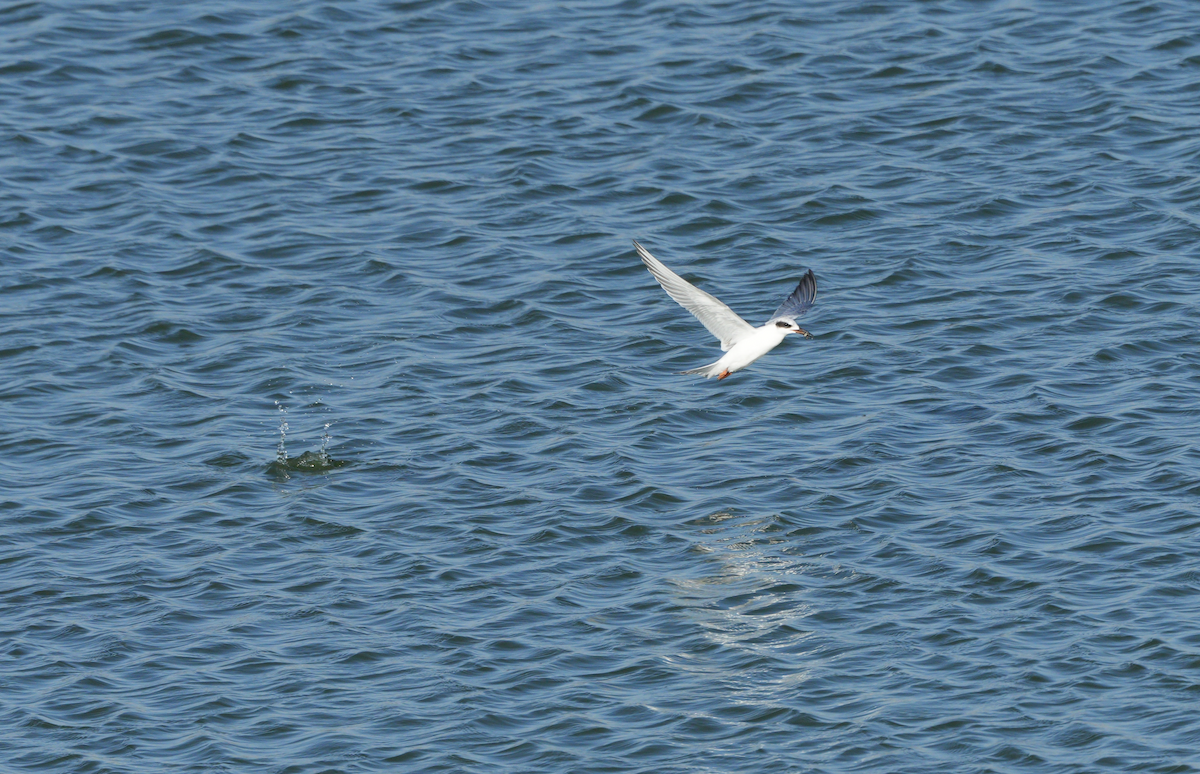 Forster's Tern - ML624531847