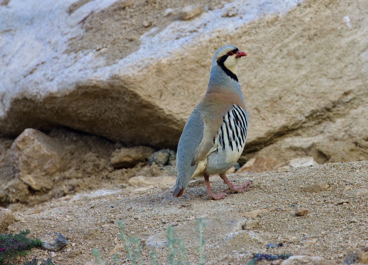 Chukar - ML624531851