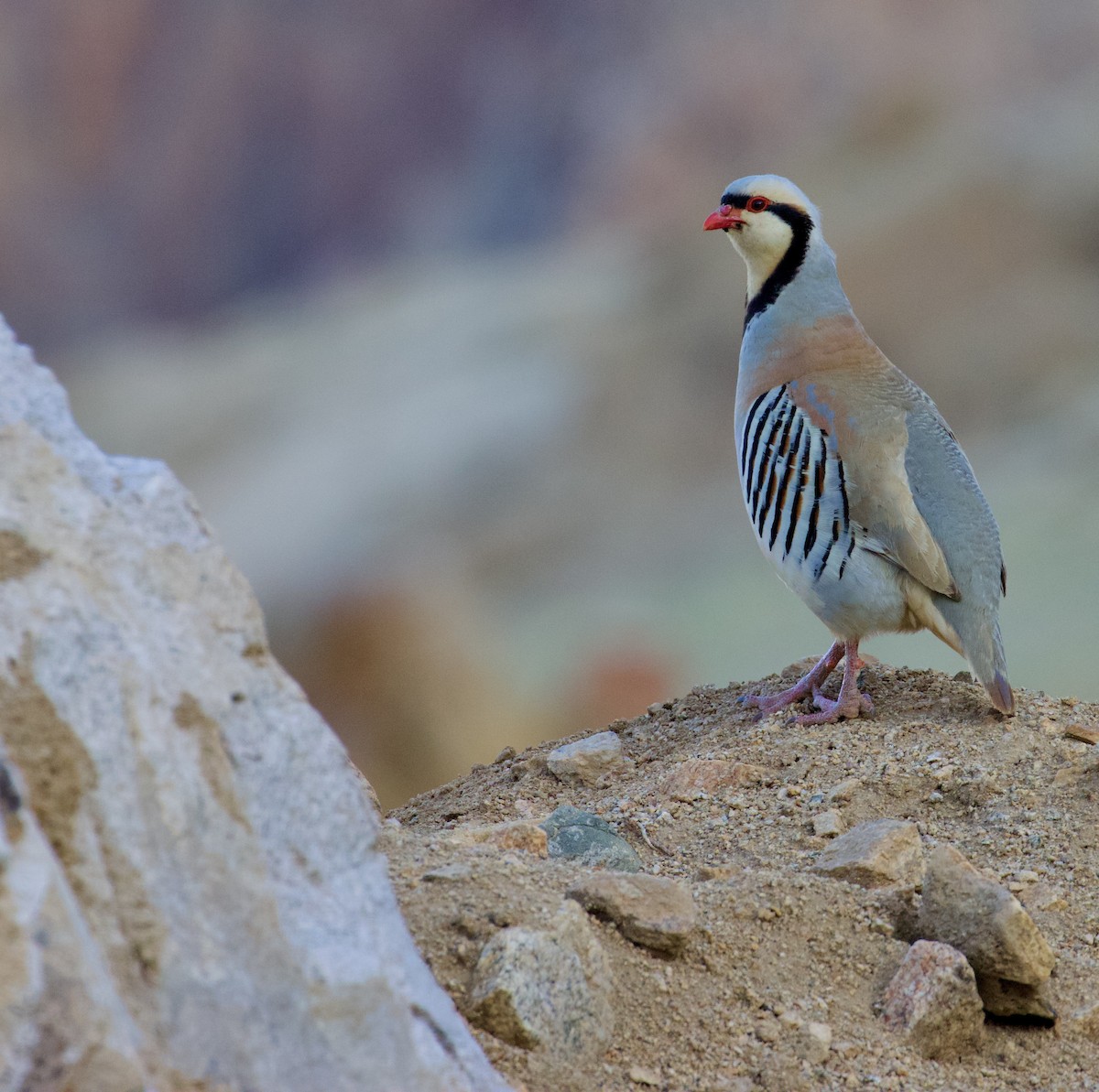 Chukar - ML624531852