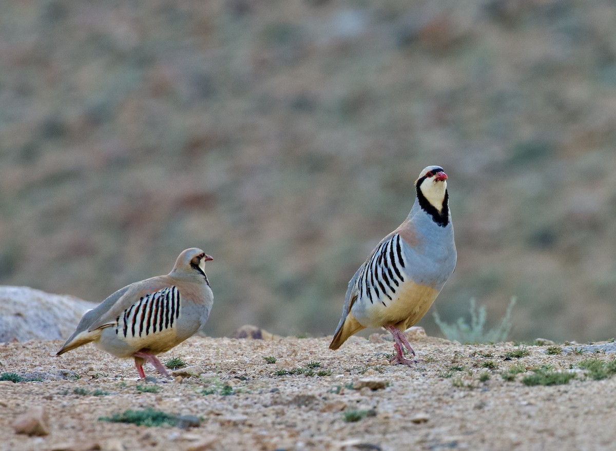 Chukar - ML624531855