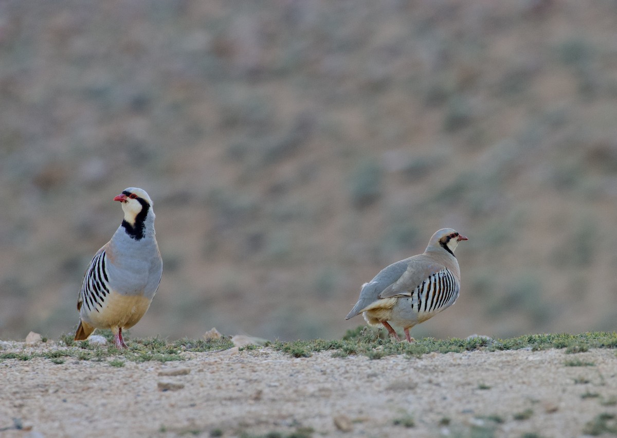 Chukar - ML624531866