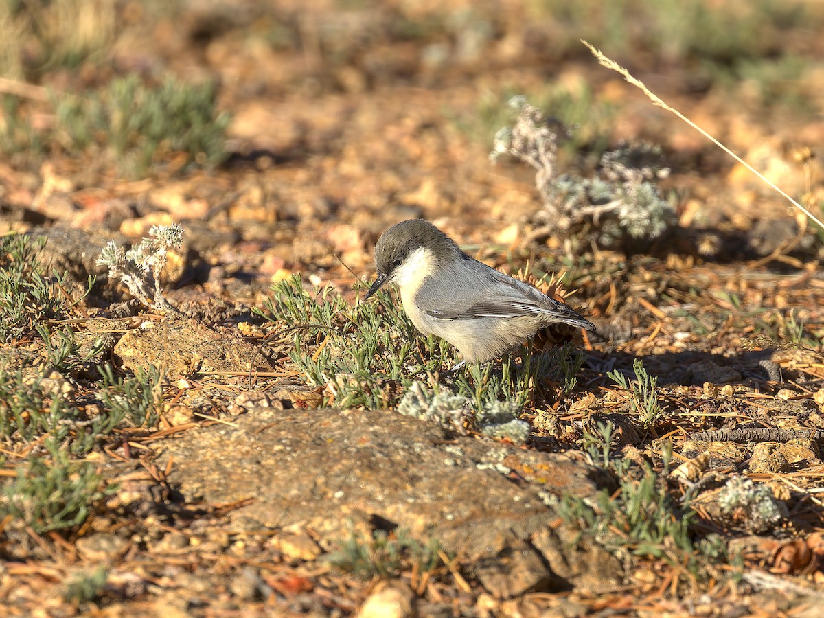 Pygmy Nuthatch - ML624531895