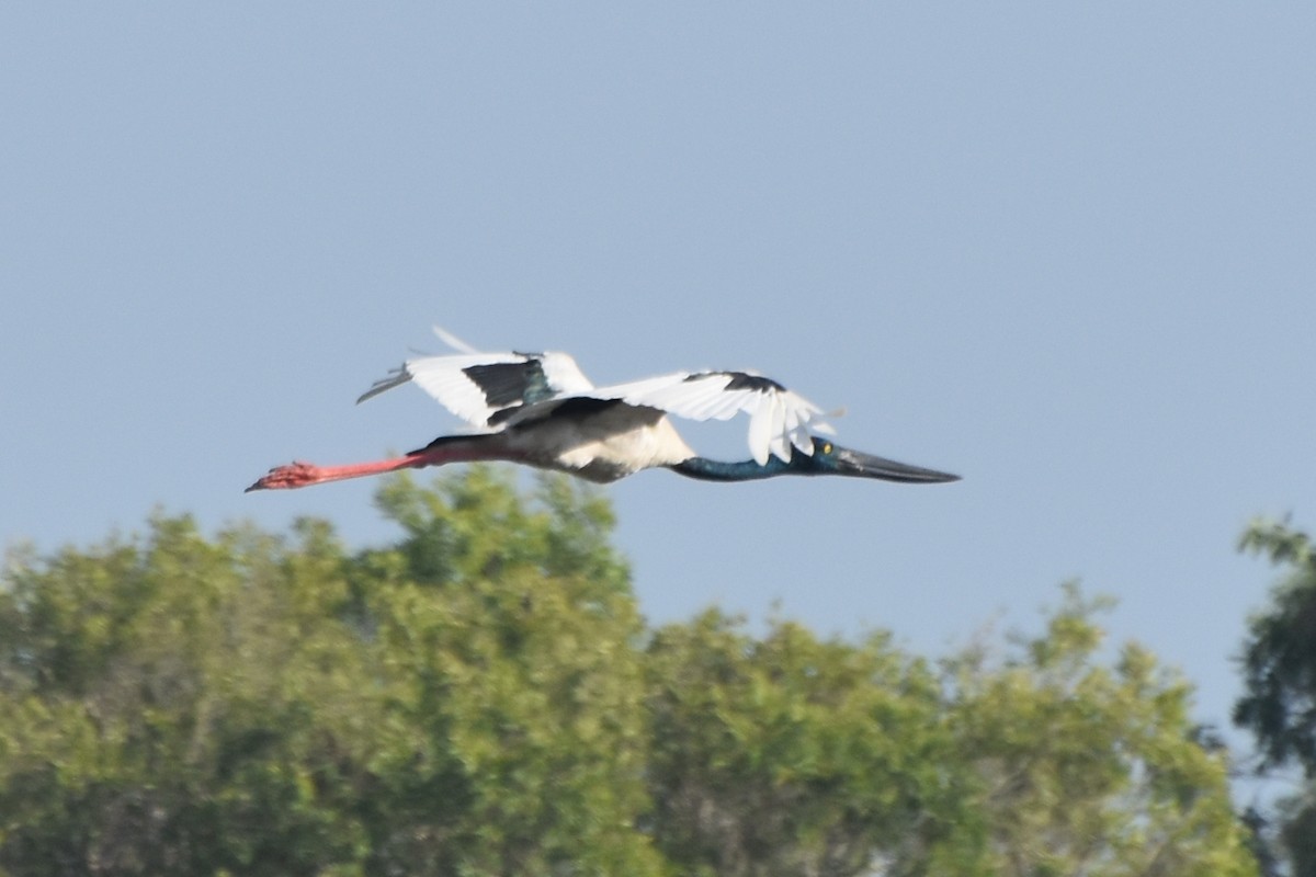 Black-necked Stork - ML624531932