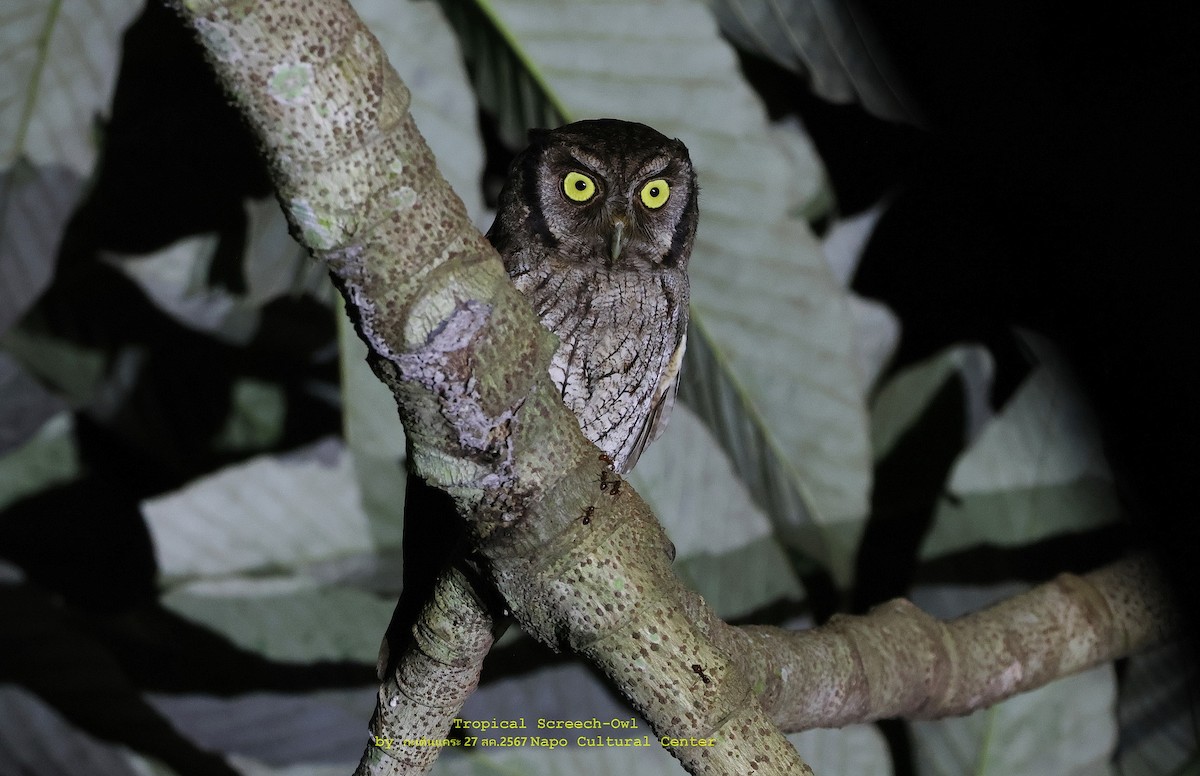 Tropical Screech-Owl - ML624531936