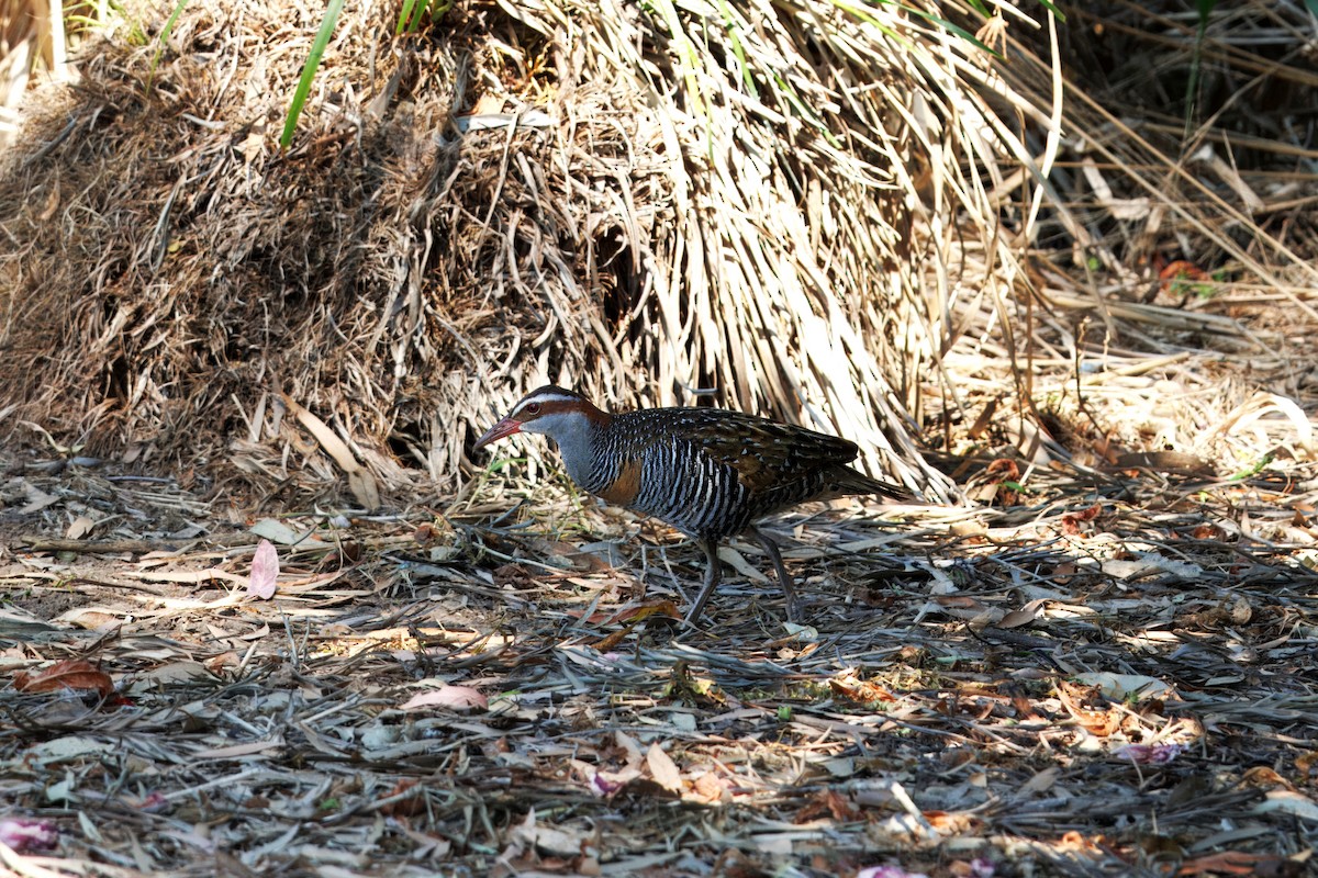 Buff-banded Rail - ML624531937