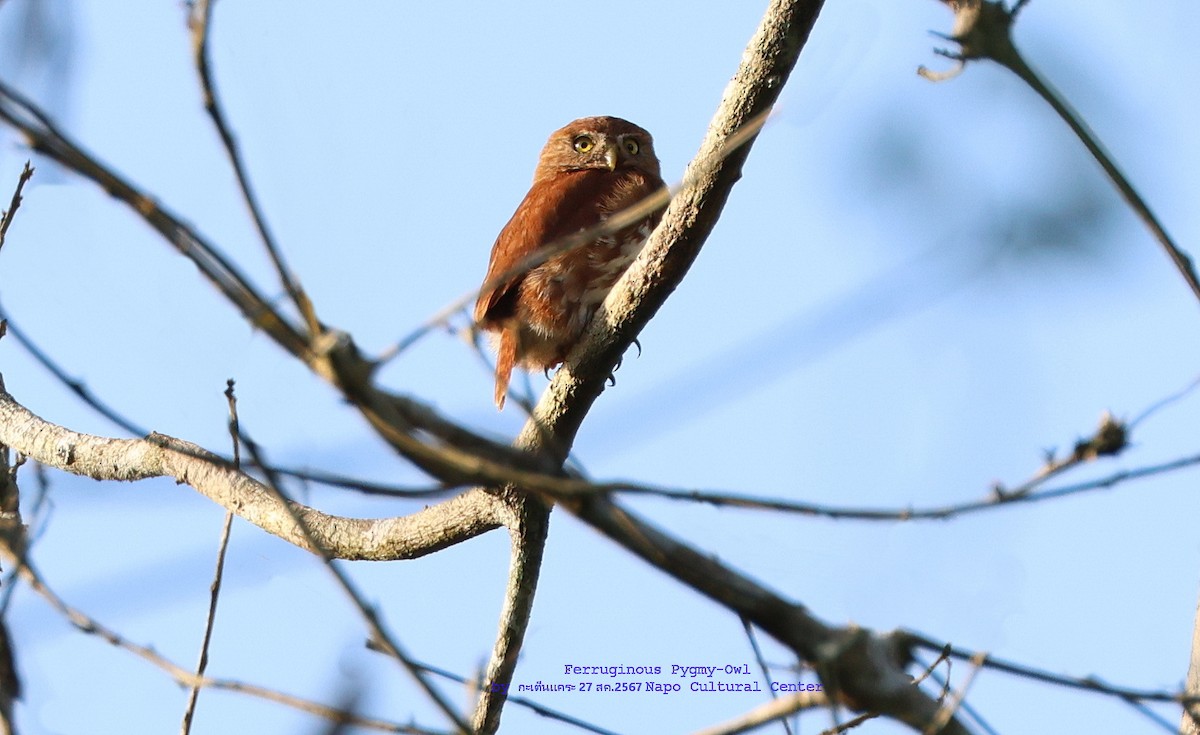 Ferruginous Pygmy-Owl - ML624531940