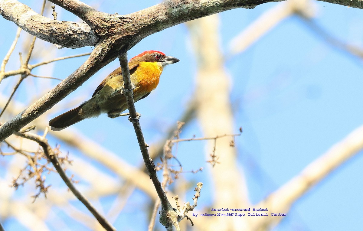 Scarlet-crowned Barbet - ML624531941