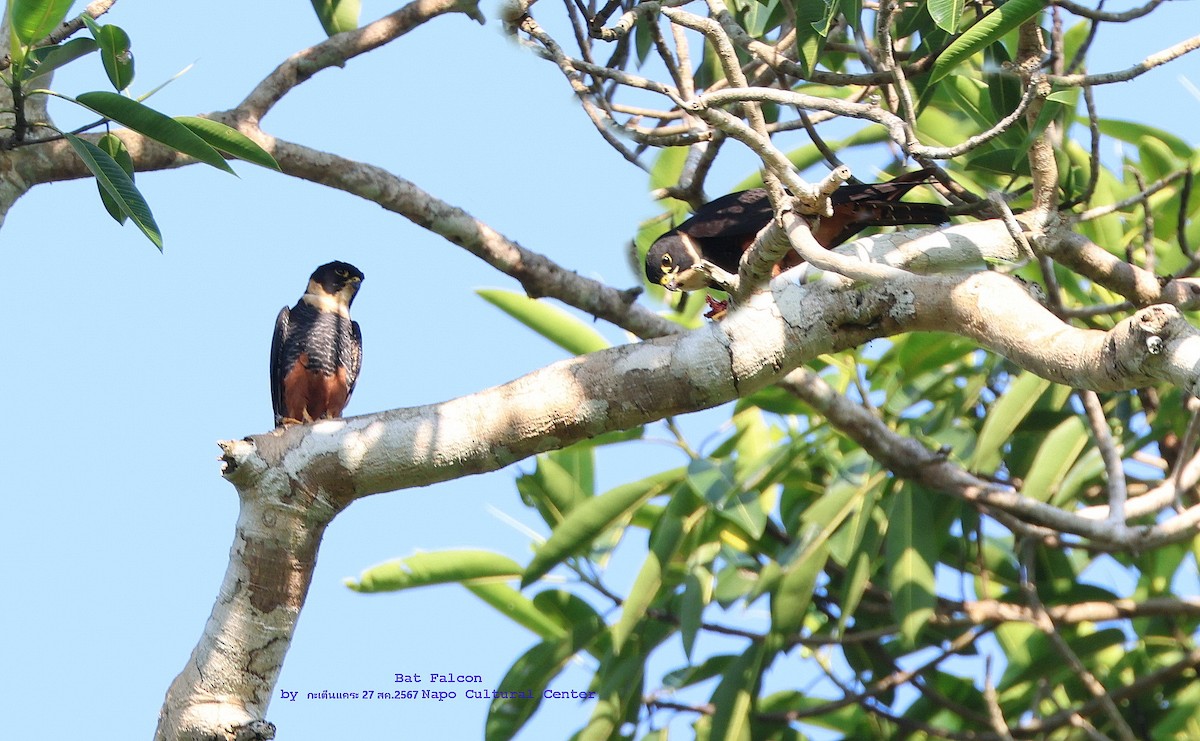 Bat Falcon - Argrit Boonsanguan