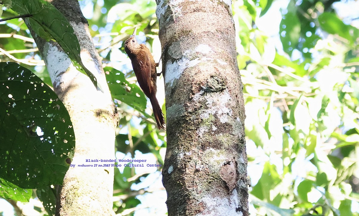 Black-banded Woodcreeper - ML624531944