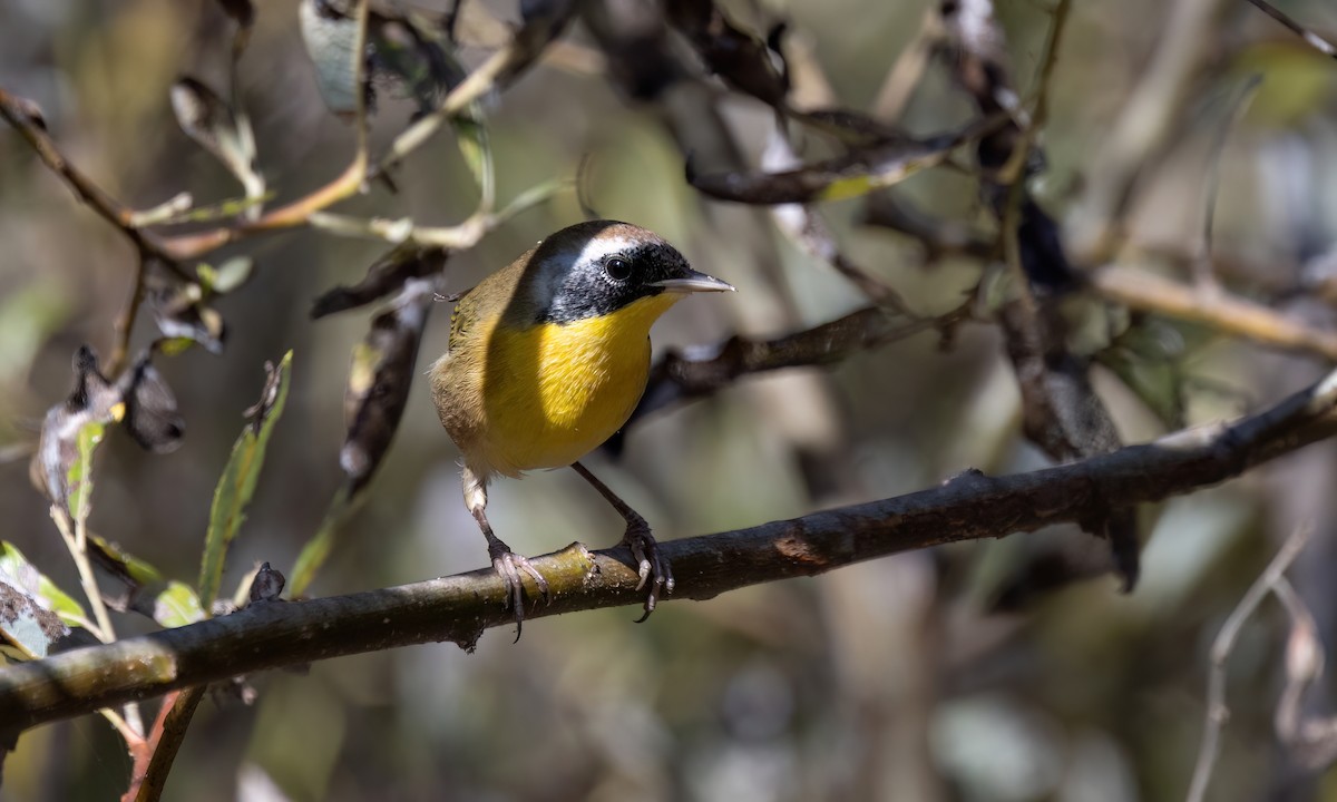 Common Yellowthroat - ML624531947