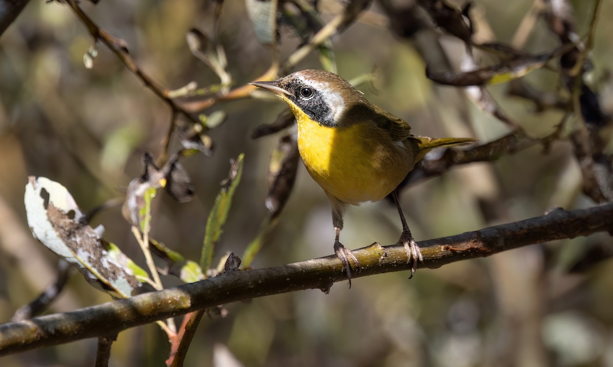 Common Yellowthroat - ML624531948