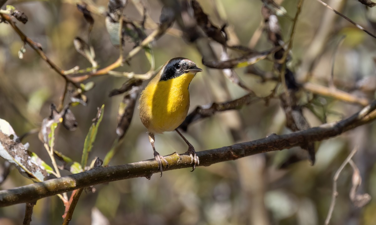 Common Yellowthroat - ML624531949