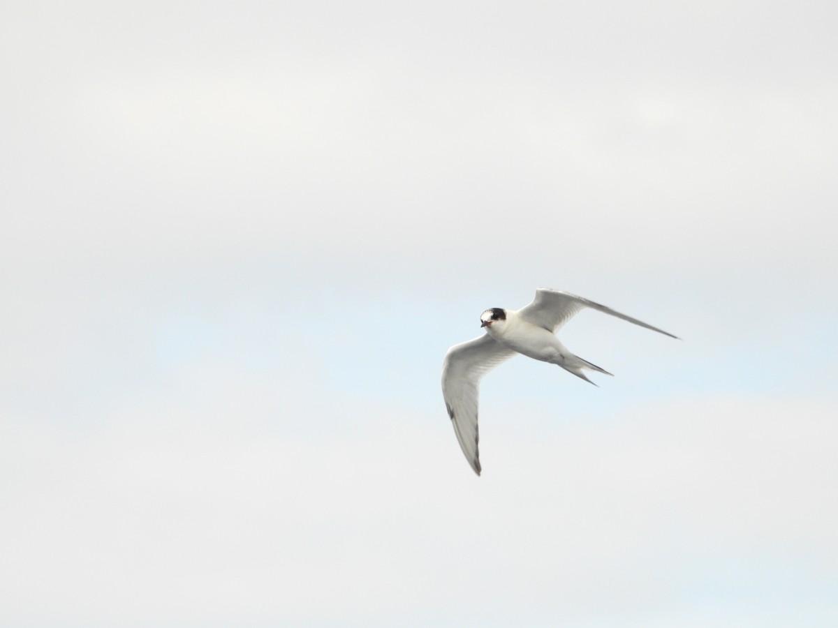 Arctic Tern - ML624531950