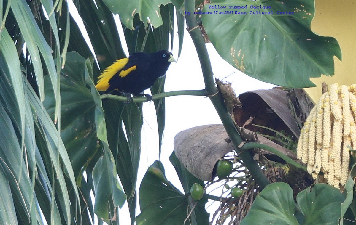 Yellow-rumped Cacique - ML624531951