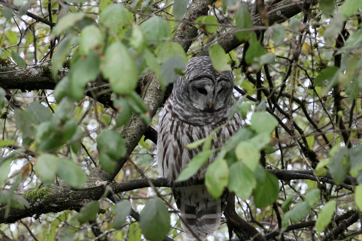 Barred Owl - ML624531952