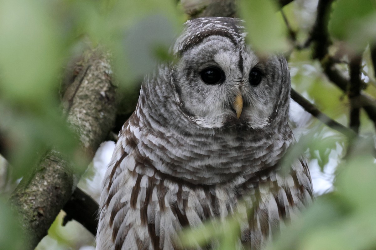 Barred Owl - ML624531953