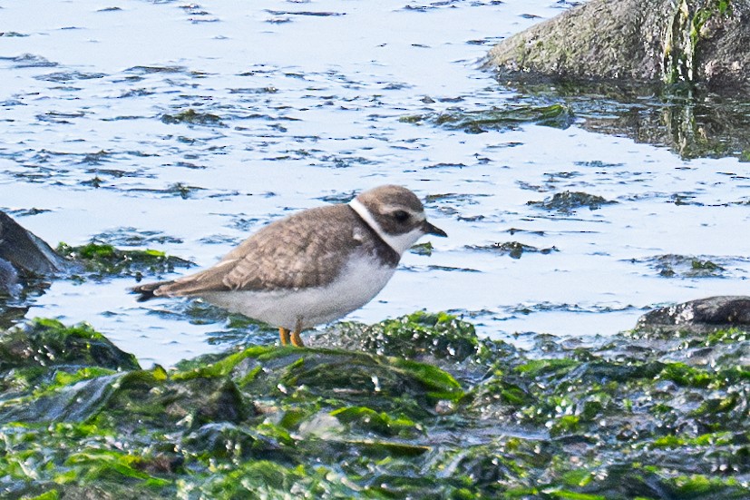 Semipalmated Plover - ML624531957