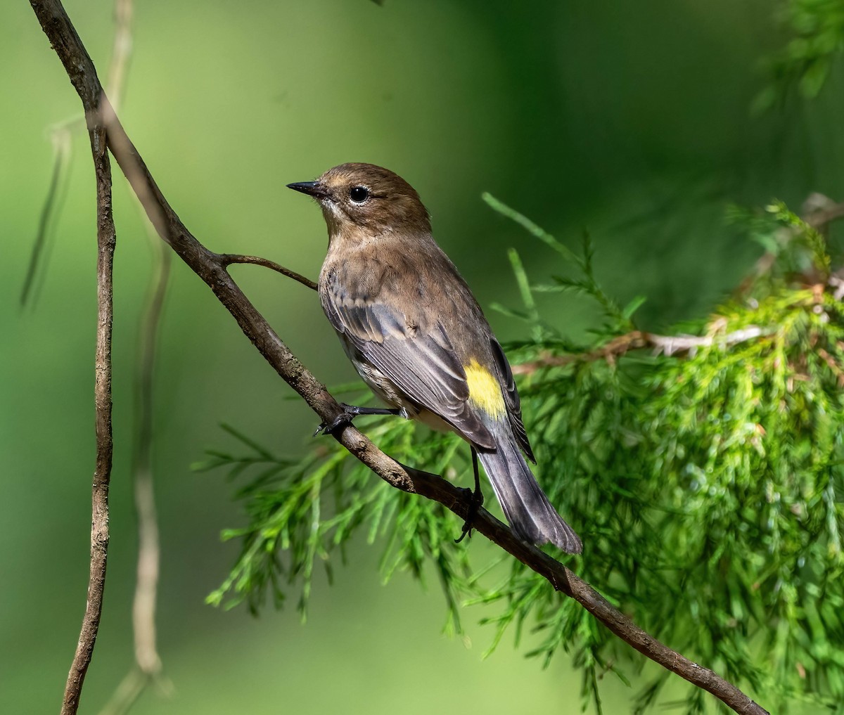 Yellow-rumped Warbler - ML624531961