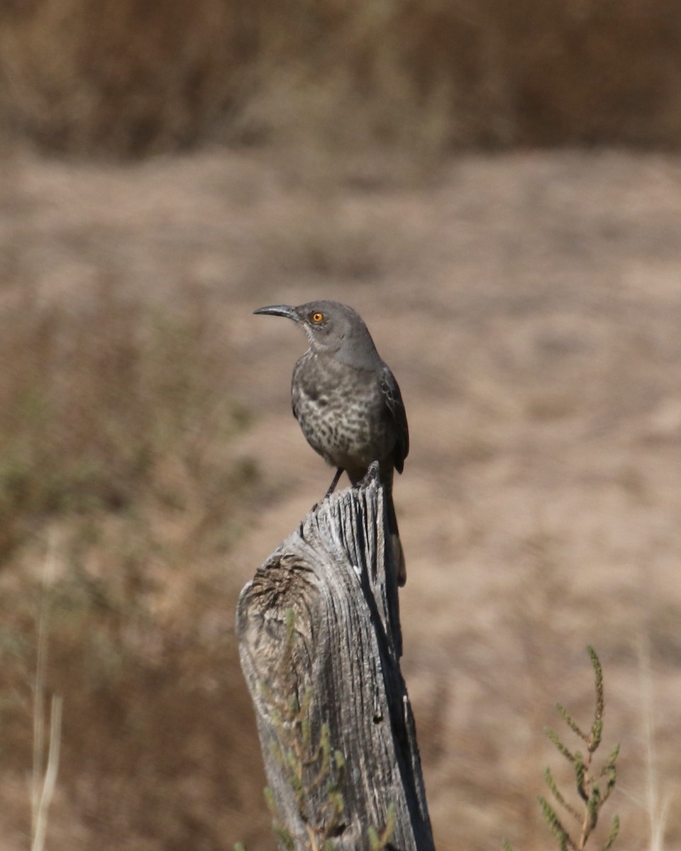 Curve-billed Thrasher (curvirostre Group) - ML624531965