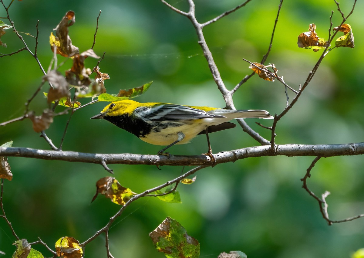 Black-throated Green Warbler - ML624531966