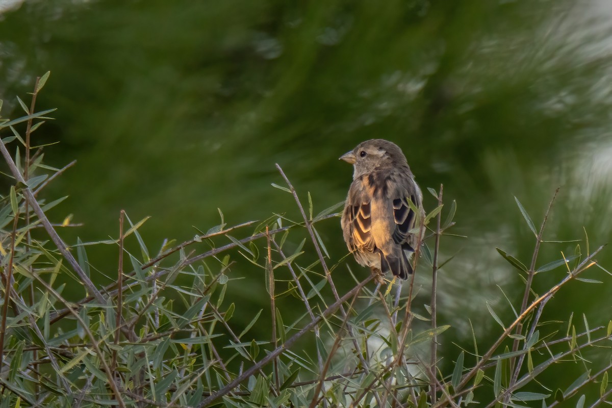 House Sparrow - ML624531975