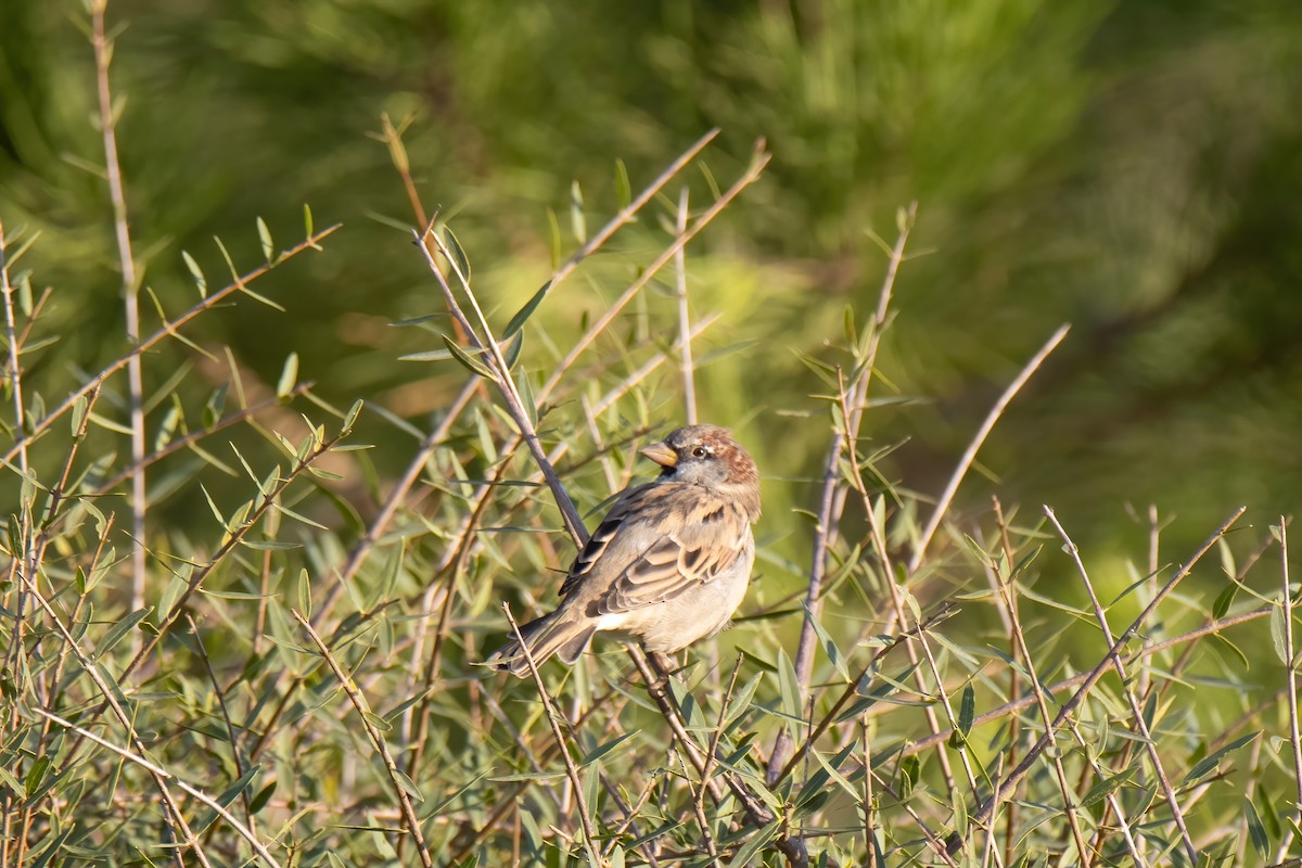 House Sparrow - ML624531976