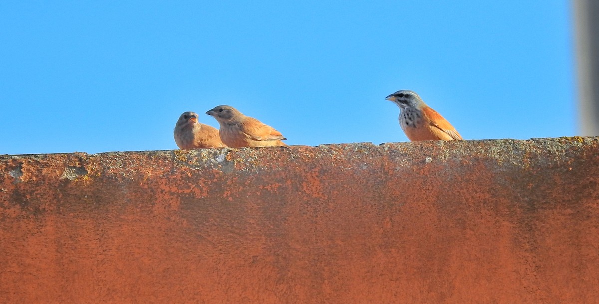 House Bunting - Antonio Jesús Sepúlveda