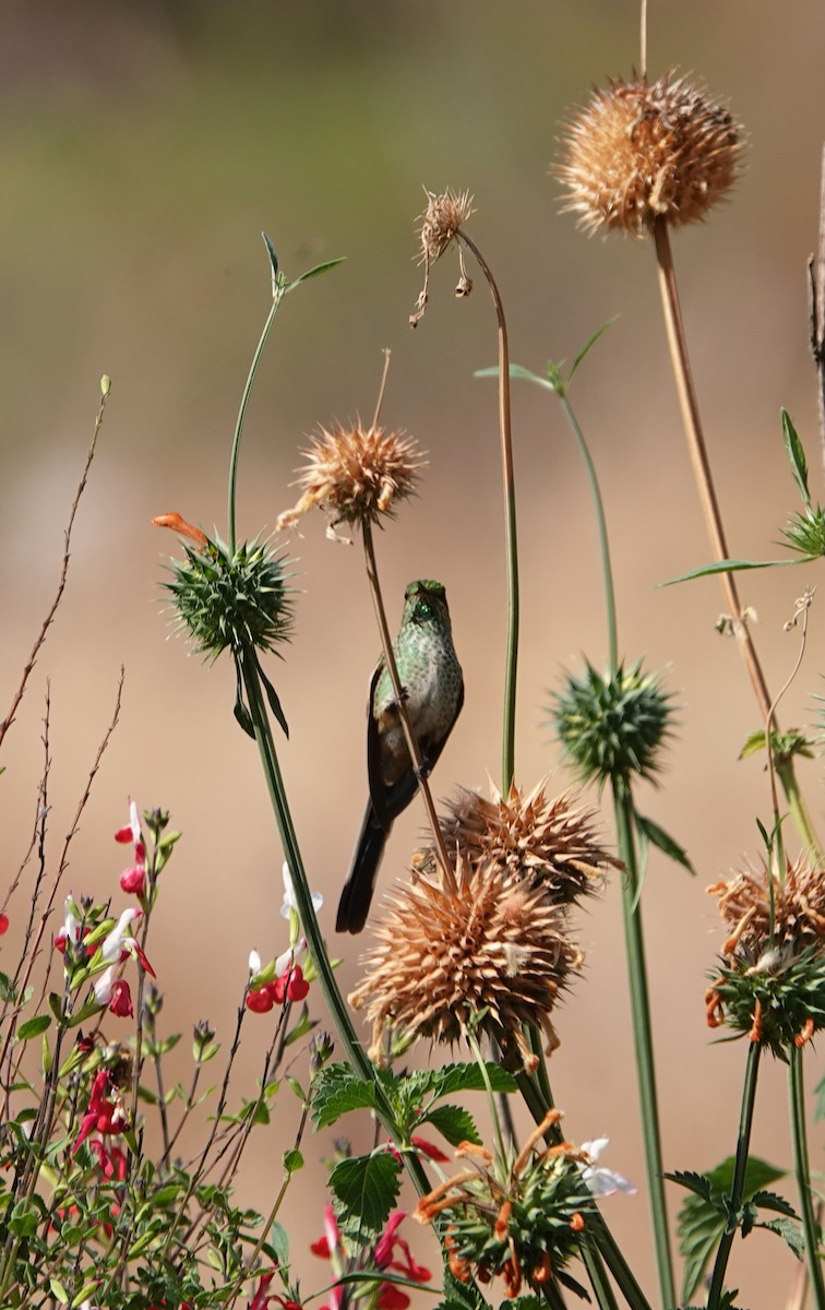 Black-tailed Trainbearer - ML624532034