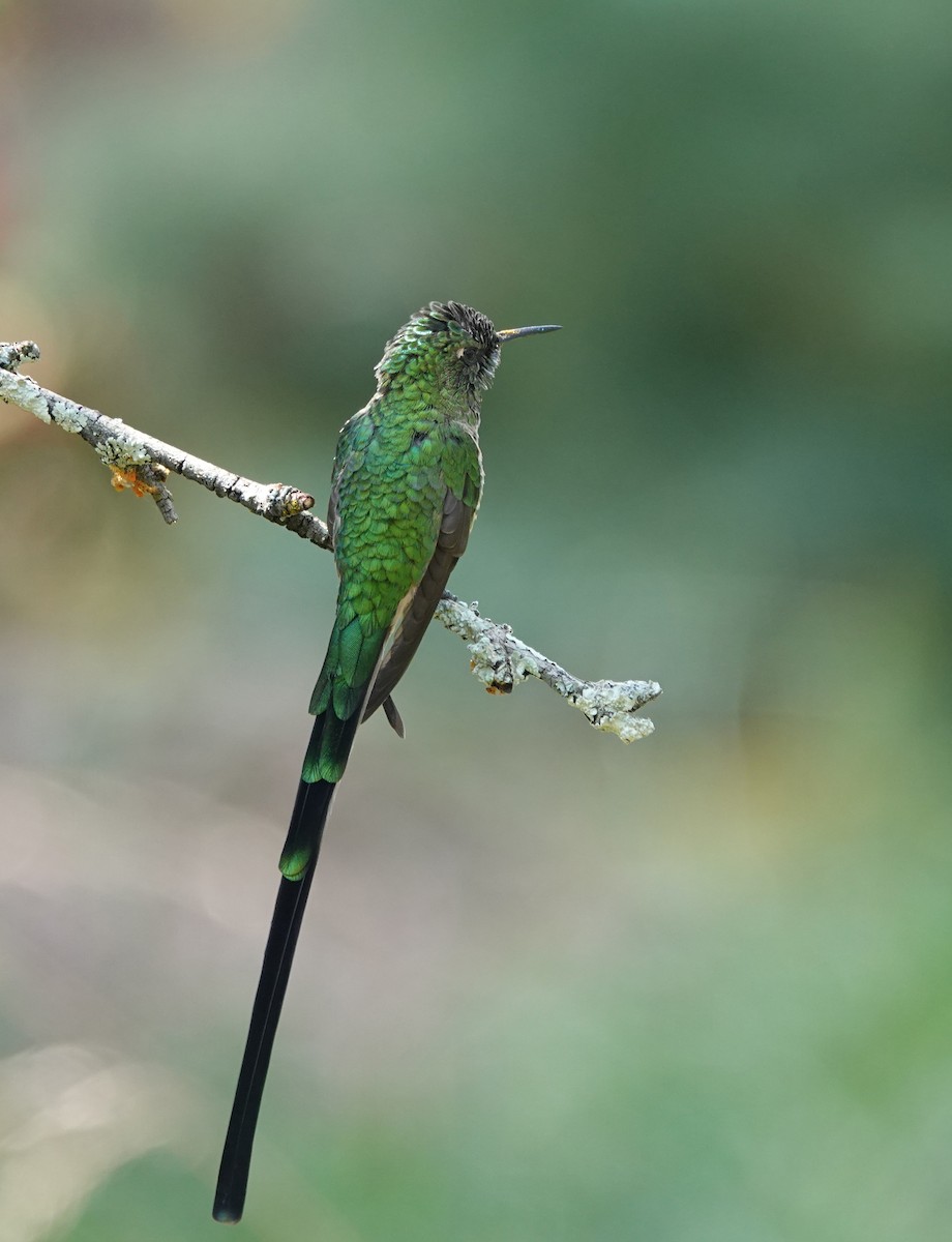 Black-tailed Trainbearer - ML624532035