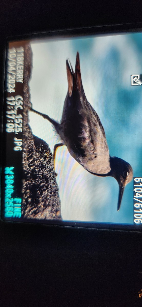 Wandering Tattler - ML624532040