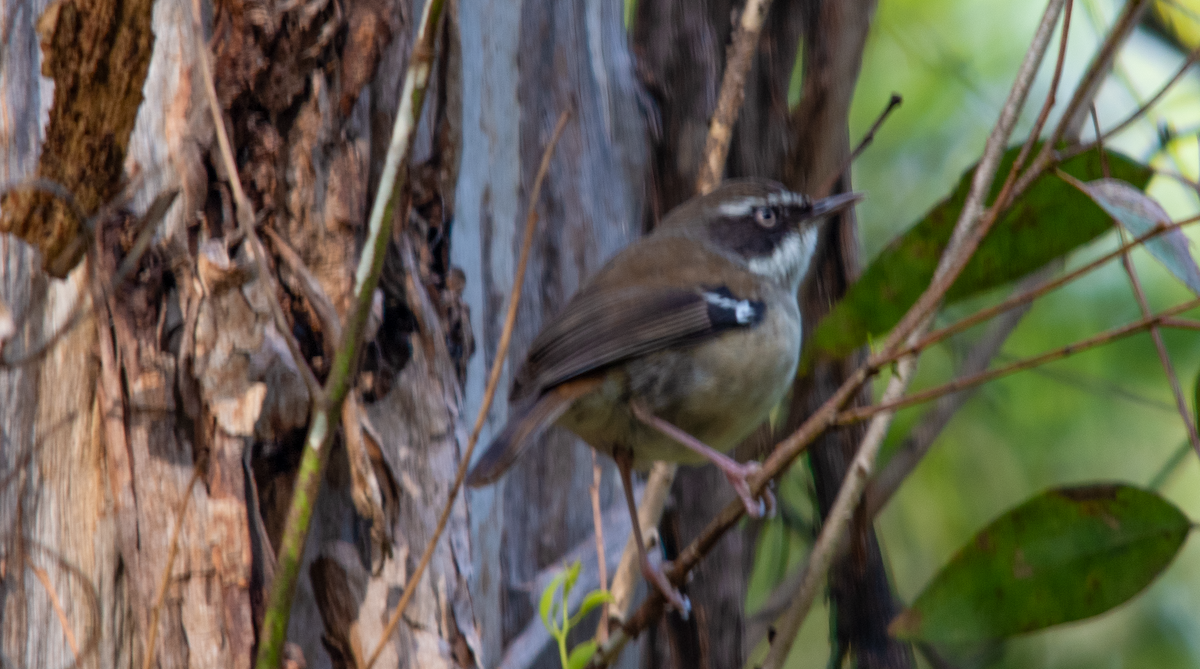 White-browed Scrubwren - Neil Roche-Kelly