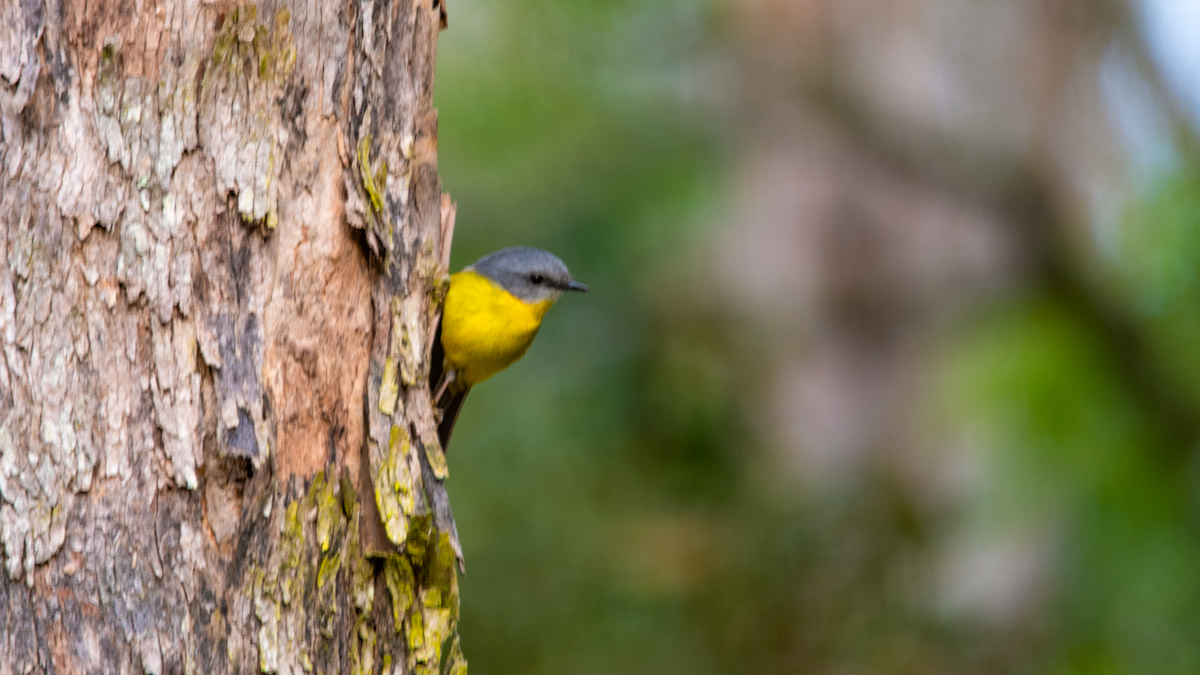 Eastern Yellow Robin - ML624532070