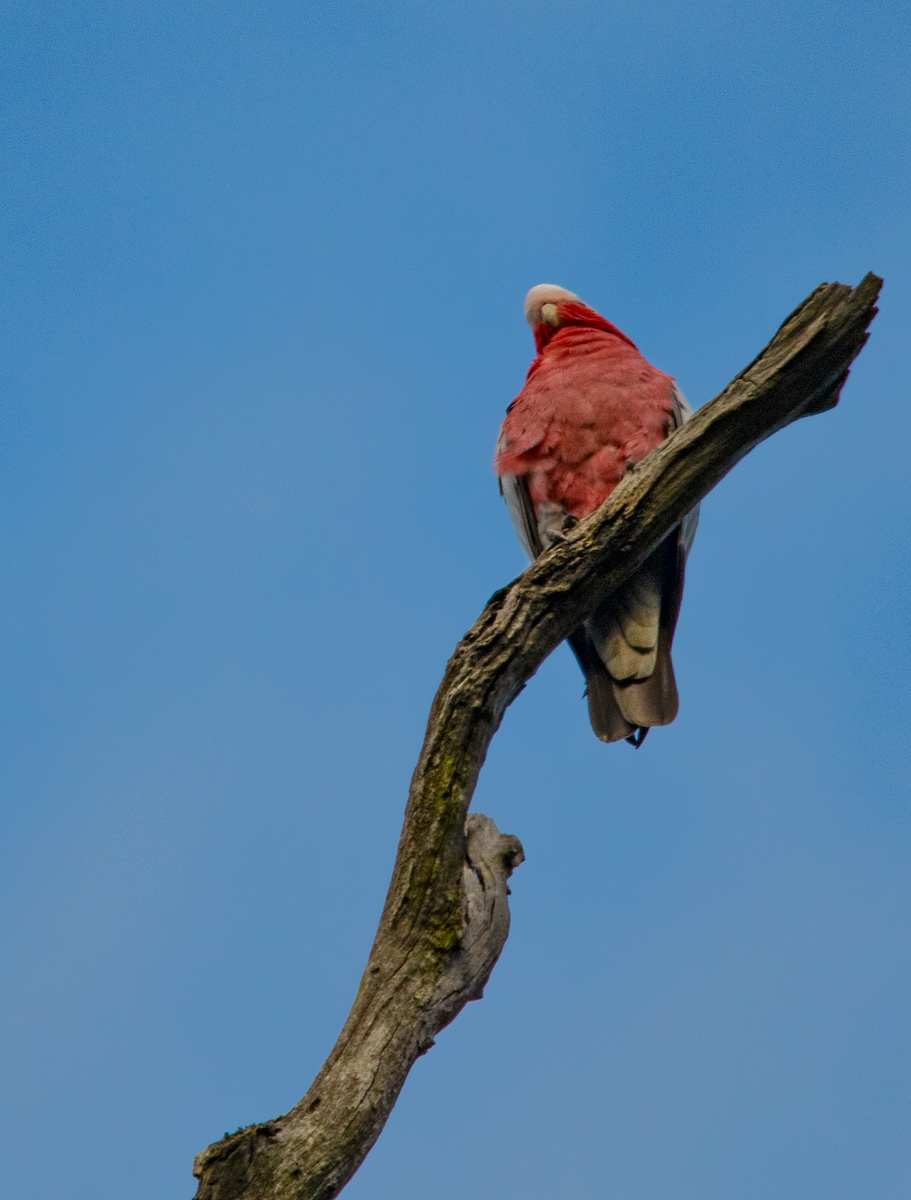 Galah - ML624532076