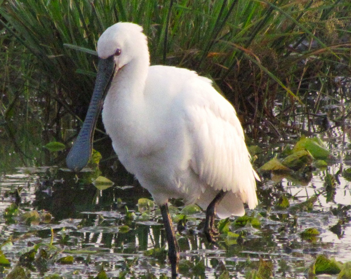 Eurasian Spoonbill - Tony Martin