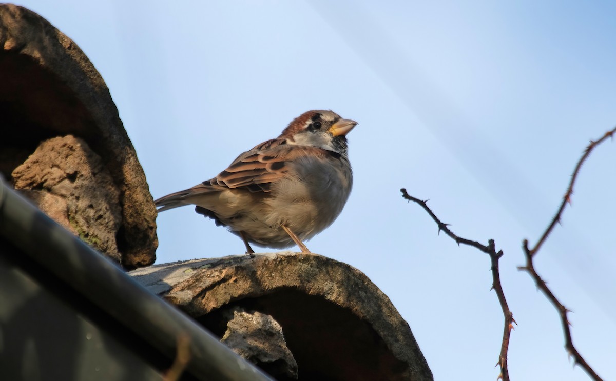 House Sparrow - ML624532104