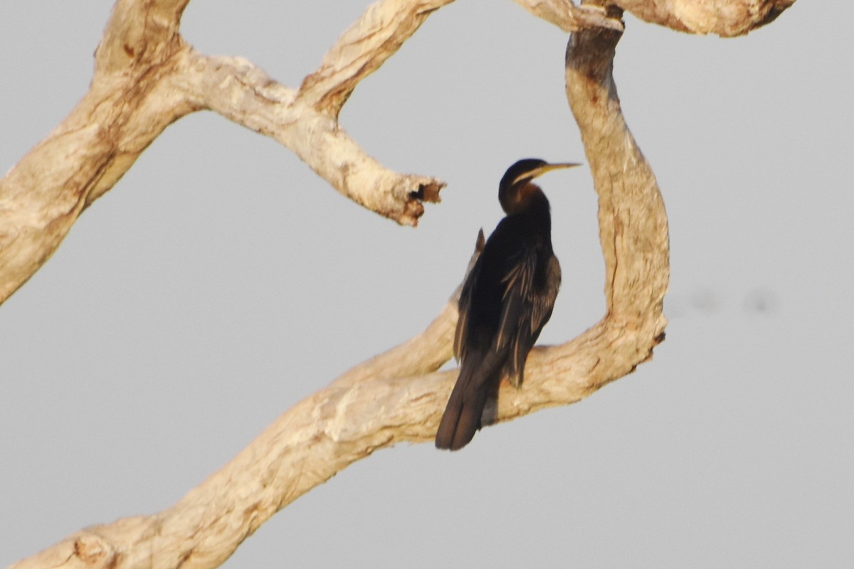 Australasian Darter - ML624532106