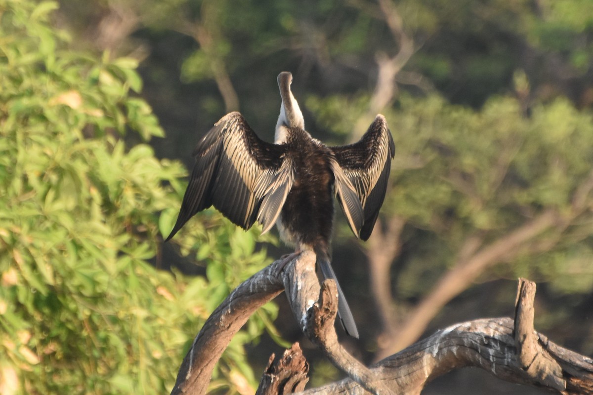 Australasian Darter - ML624532107