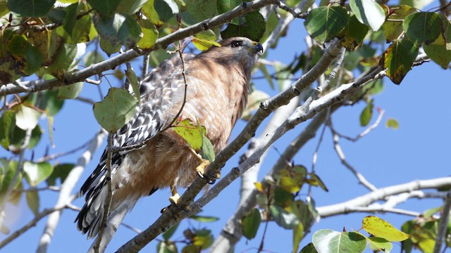 Red-shouldered Hawk (elegans) - ML624532108