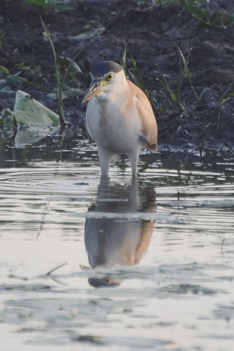 Nankeen Night Heron - ML624532109