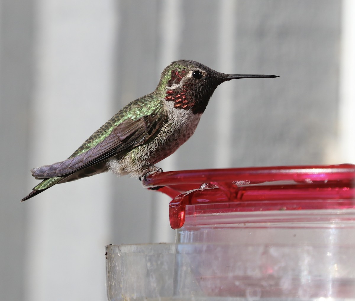 Anna's Hummingbird - ML624532110