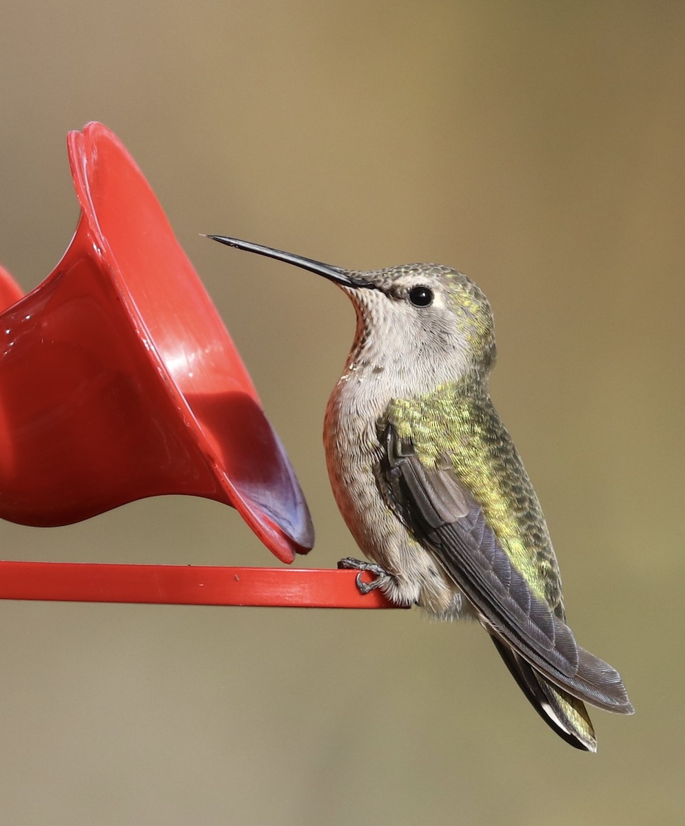 Anna's Hummingbird - ML624532111