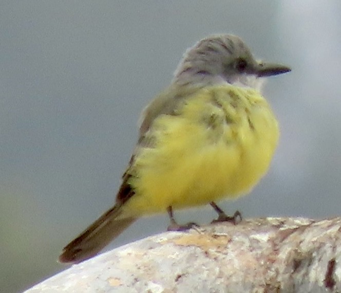 Tropical Kingbird - David Trissel