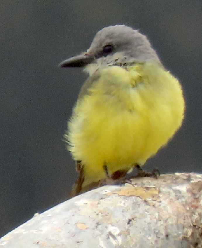 Tropical Kingbird - David Trissel