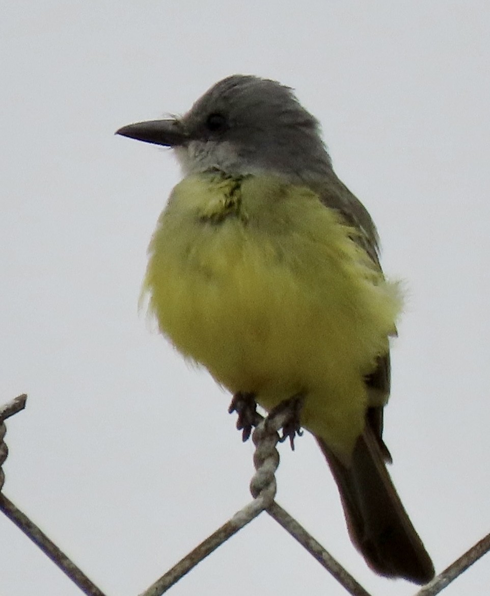 Tropical Kingbird - ML624532122