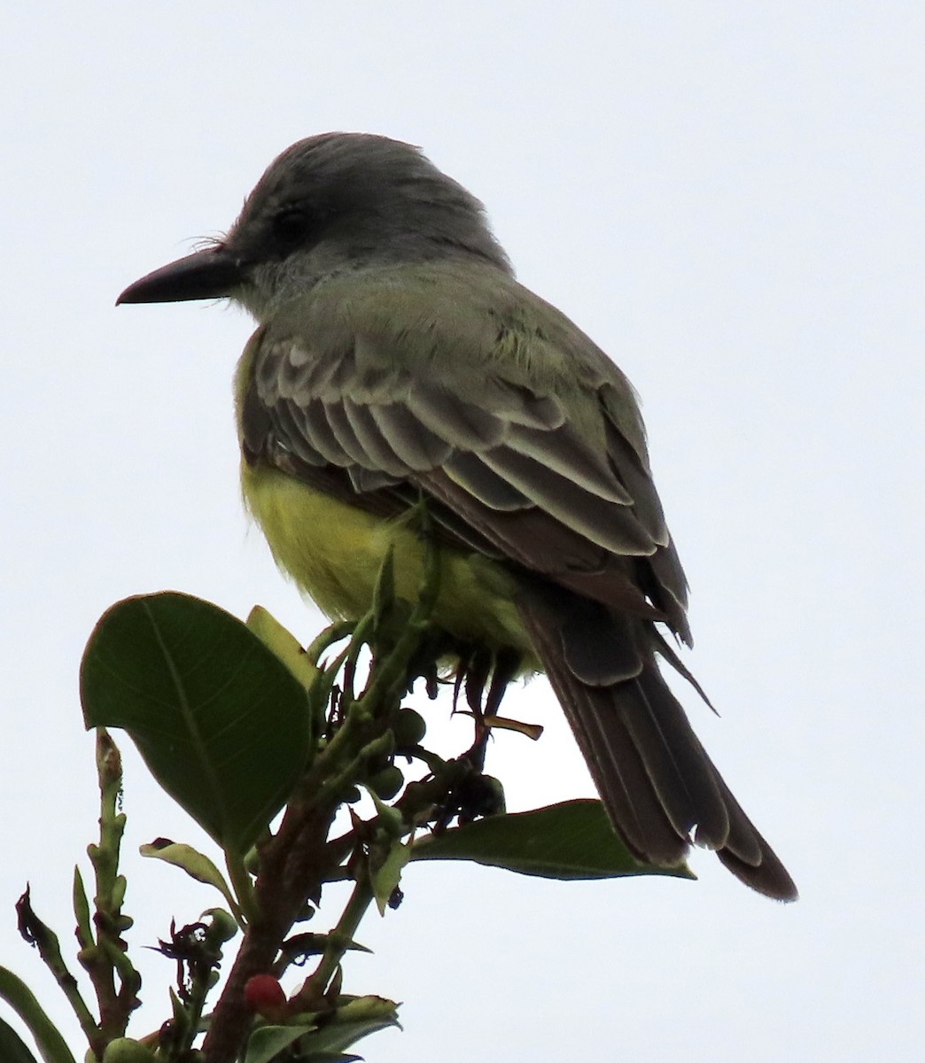 Tropical Kingbird - ML624532123